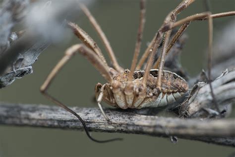 Opiliones | No idea which species it is. It was a little too… | Flickr