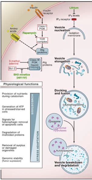 Autophagy in Human Disease. Autophagy, a cellular cleaning process… | by Dr. Jason Fung ...