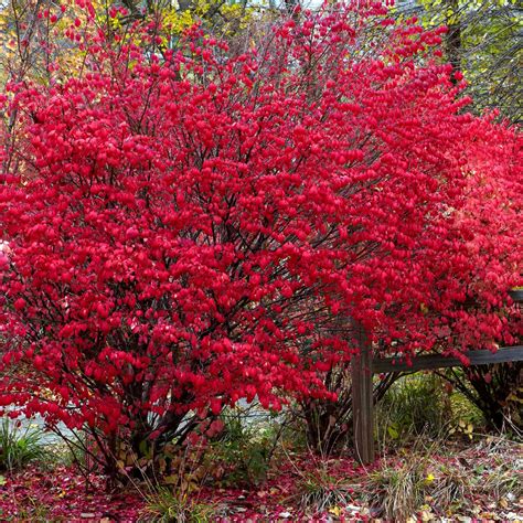 21 Best Shrubs for Shade That Thrive Without Much Sun | Shade shrubs ...