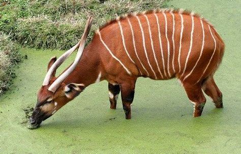 Bongo (antelope) - (With images) | Antelope animal, Unusual animals, Animals