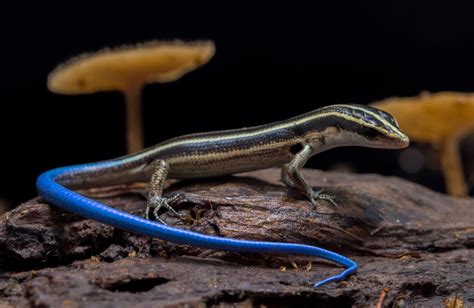 African Blue Tailed Skinks | ubicaciondepersonas.cdmx.gob.mx