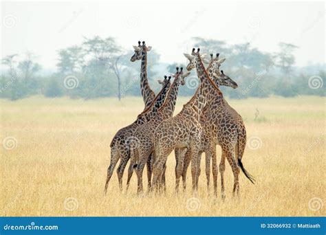 Herd of giraffes stock photo. Image of bush, family, nature - 32066932