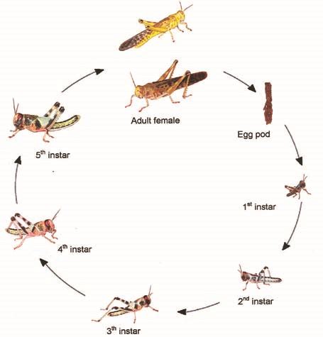 Your Guide to Locusts - Eashan Kotha