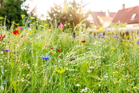 How To Turn Your Lawn Into A Wildflower Meadow (& Why You Should)