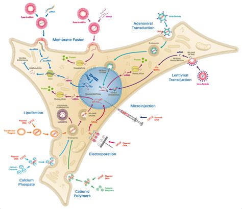 Transfection-Principle, TYpes, Methods, Workflow, Applications