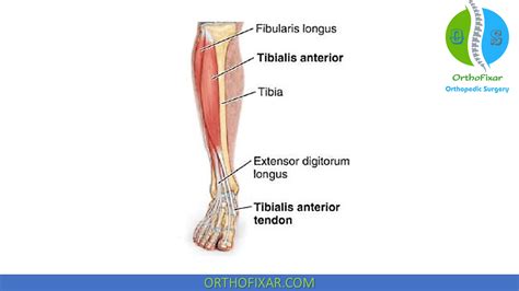 Anterior Compartment Of Leg | OrthoFixar 2024