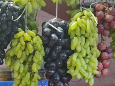 Black grapes vs green grapes News in Tamil, Latest Black grapes vs ...