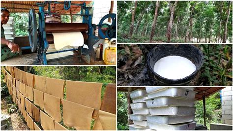 Exploring the Journey of Natural Rubber: From Rubber Tapping to Harvesting