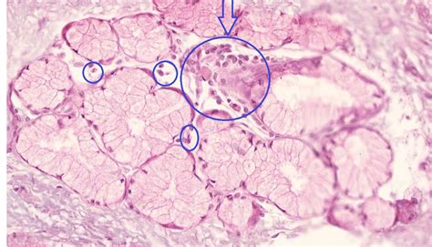 Serous And Mucous Gland Histology