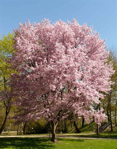 Ornamental cherry tree - advice on planting, pruning and care