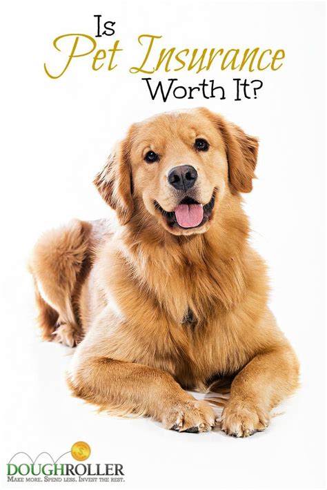 Sure you love your pet, but is pet insurance worth the cost? We take a look at the costs and ...