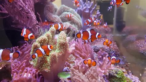 How much does a clownfish cost? - How much does cost?