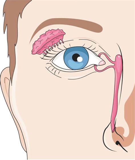 Anatomy of the nasolacrimal duct depicting a conduit between the eyes... | Download Scientific ...