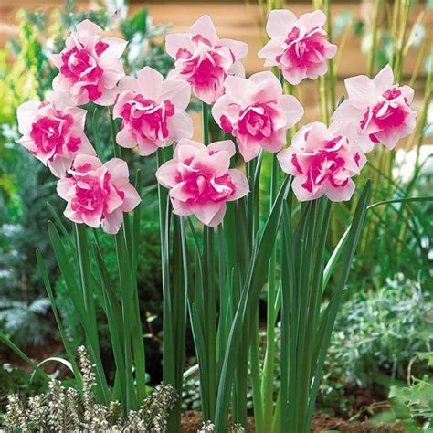 1PCS Bulb Multi-Color Daffodils Bulbs, Bonsai of Aquatic Plants – GreenSeedGarden