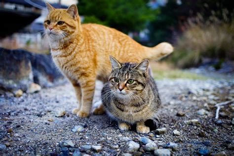 Tashirojima: The Island for Cat People | Cat Island