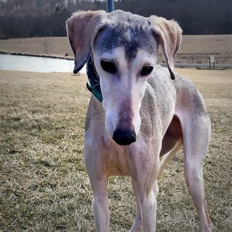 Saluki Rescue, Pennsylvania - Luke's is the Largest Saluki Rescue