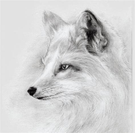 Fox Face Drawing at PaintingValley.com | Explore collection of Fox Face ...