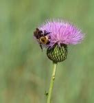Bee On Purple Flowers Free Stock Photo - Public Domain Pictures