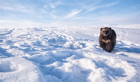 Why Wolverines Are the Arctic Animal We Love to Hate | Science | Smithsonian Magazine