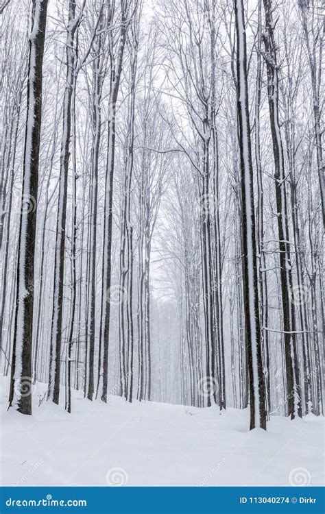 Winter Forest in Bavaria stock photo. Image of covered - 113040274