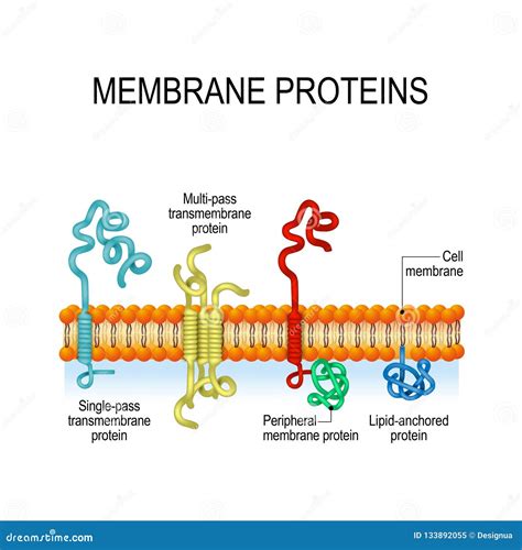 Cell Membrane Transmembrane Proteins