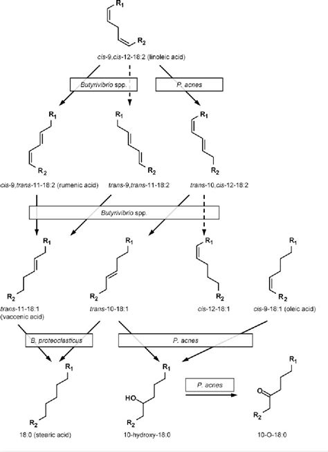 Figure 1 from Metabolism of conjugated linoleic acids and 18 : 1 fatty ...