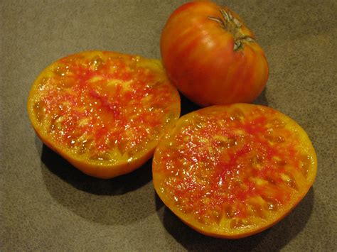 Hillbilly Striped Tomato | White Harvest Seed Company