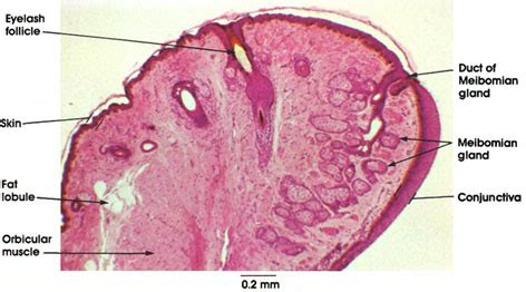 Eyelid Histology