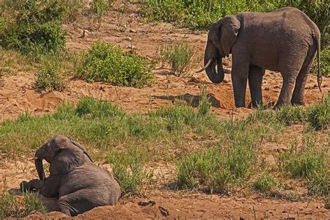 Young African Elephant Resting 13678 Ecology African Elephant ...