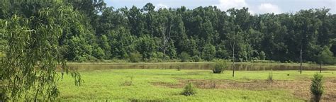 Ocmulgee National Monument Loop: 260 Reviews, Map - Georgia | AllTrails