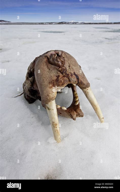 Odobenidae anatomy hi-res stock photography and images - Alamy