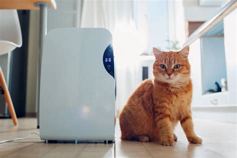 Best Air Purifier for Pets [Updated 2020] | Pet Comments