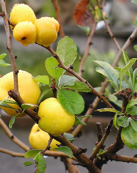 Japanese Flowering Quince 'Orange Delight' (Chaenomeles Japonica ...