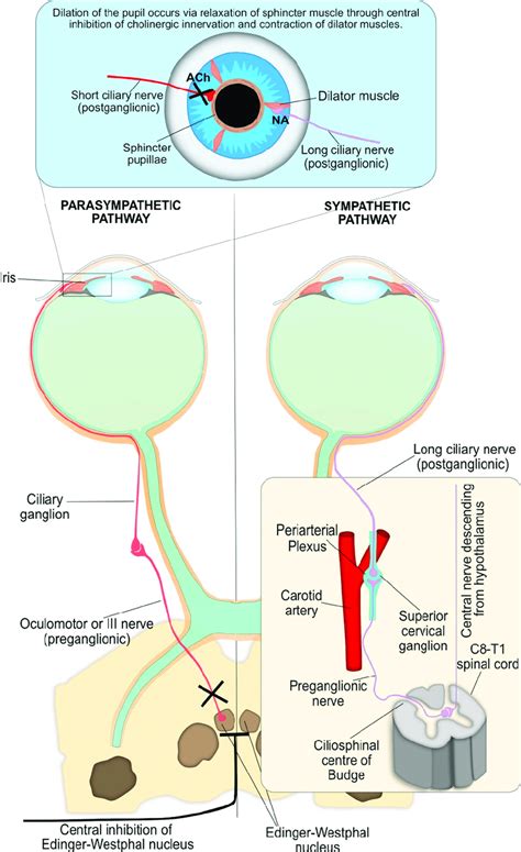 Both parasympathetic and sympathetic nervous systems are required for ...