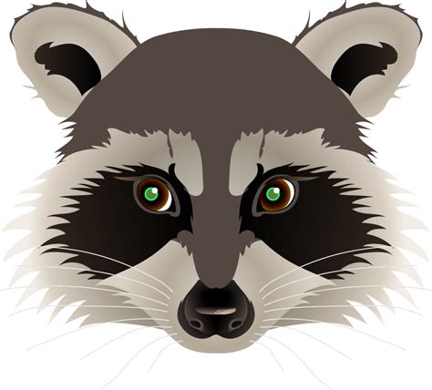 Raccoon Face Drawing at GetDrawings | Free download