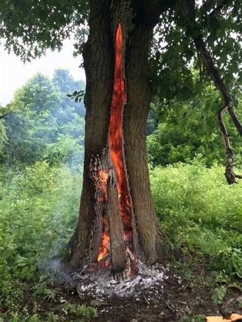 Arkansas oak tree burns after being struck by lightning. | Lightning ...