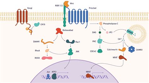 The Role of Wnt Signaling in Cancer | Technology Networks