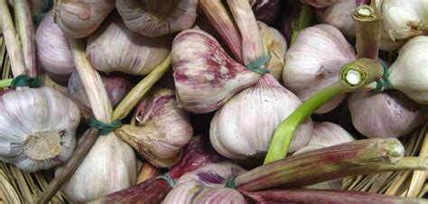 Garlic - planting in Autumn