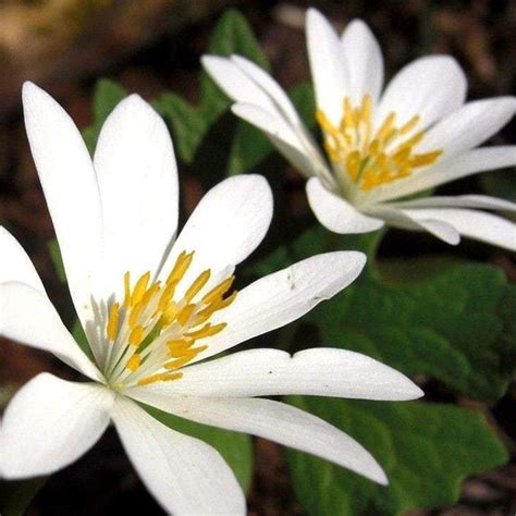 BLOODROOT Sanguinaria canadensis – Ferri Seeds