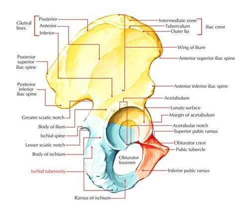 Ischial Tuberosity | Joints anatomy, Human body anatomy, Lower limb muscles