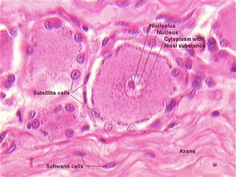 Sensory Neuron of DRG | Basic anatomy and physiology, Human anatomy and ...