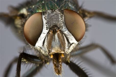 How do Flies Spread Disease - Fly Viruses and Bacteria