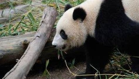 How Do Pandas Mate? | Sciencing