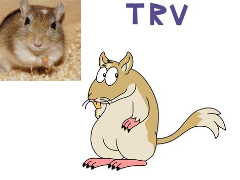 Gerbil by TaurentheToonster28 on DeviantArt