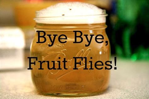 How to Kill Fruit Flies?