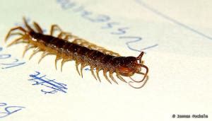 Centipede bite treatment | General center | SteadyHealth.com