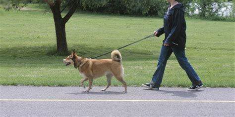 Training the Human for the Dog Walk | HuffPost