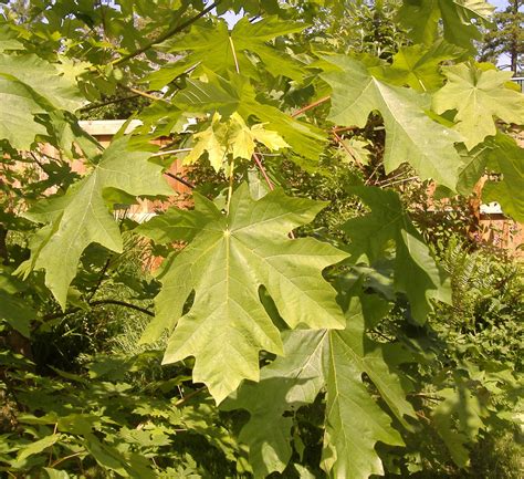 Maple Trees: Which Types Are Best For Firewood, Syrup, Shade & Foliage? | Off The Grid News