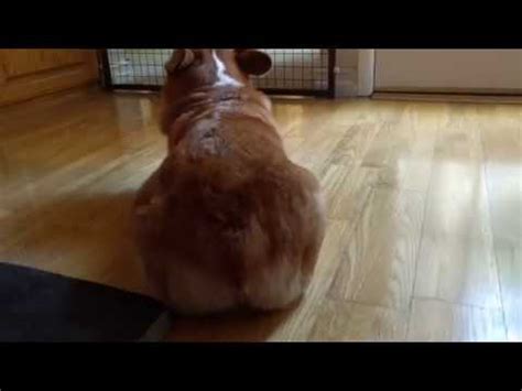 Corgi tail Wag - YouTube