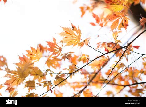 Japanese Fall Foliage Stock Photo - Alamy